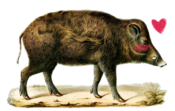 An illustration of a hog, edited to be blushing, with a heart by their head.
